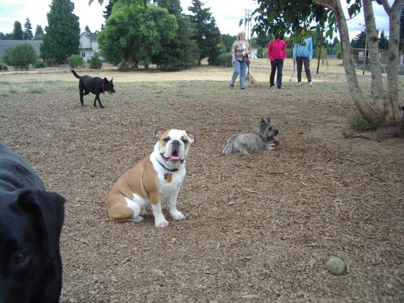 ross dog park