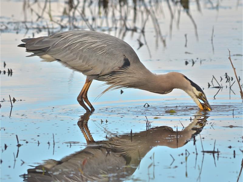 ridgefield refuge bird