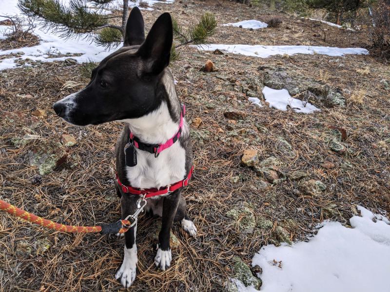 Winter Hikes Dog Collar