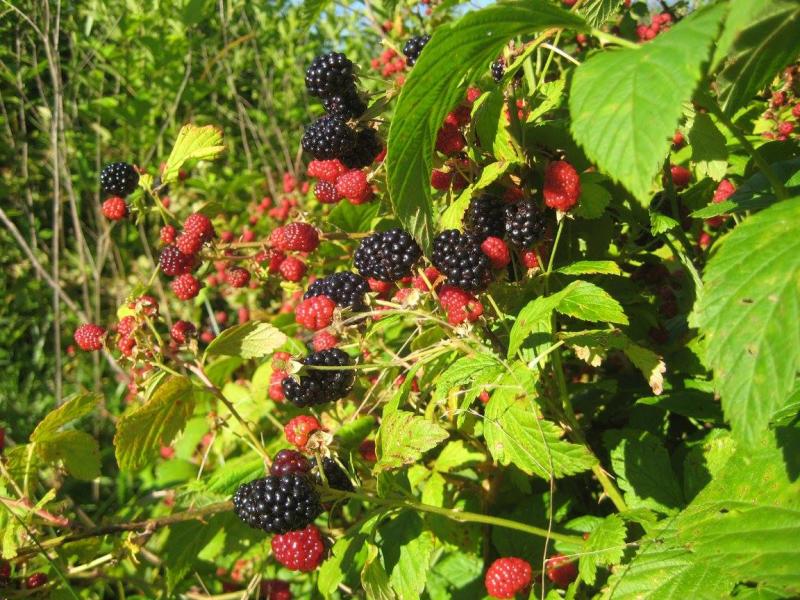 Zook's Farm Blackberries