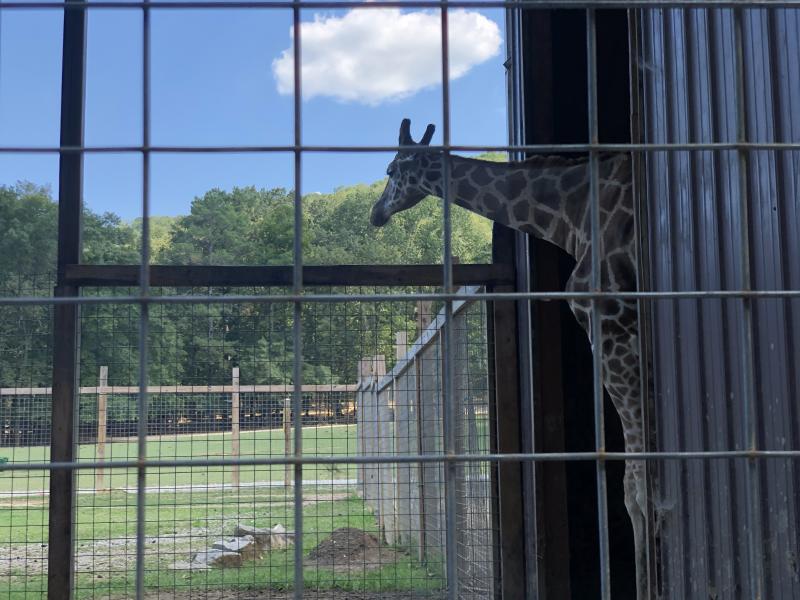 wild animal safari huntsville al