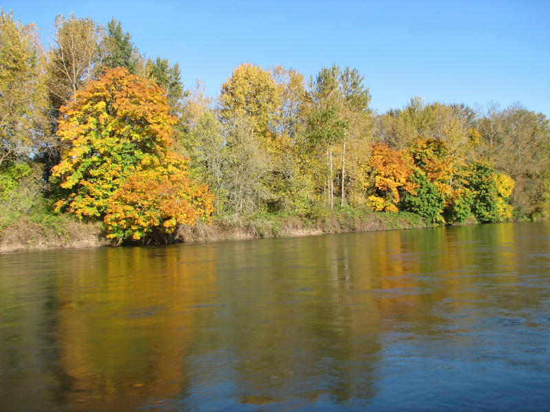 Fall foliage on Willamette River by Cari Garrigus Fall foliage on Willamette River by Cari Garrigus