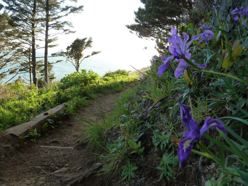 Spring Wildflowers Eugene Cascades Oregon Coast