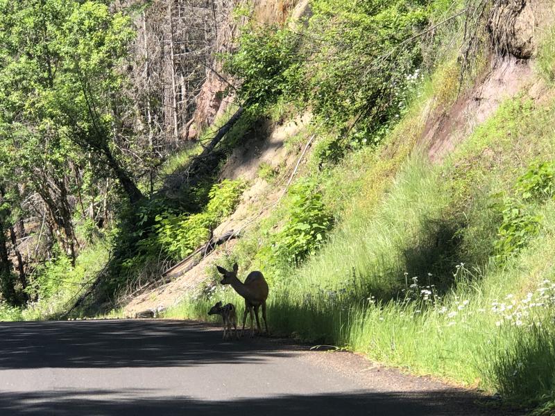Deer on Aufderheide by Kari Westlund A fawn and dow deer on the side of shade-covered Aufderheide Scenic byway in summer.