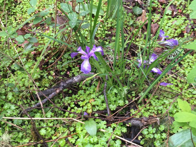 Wild Iris Wild Iris