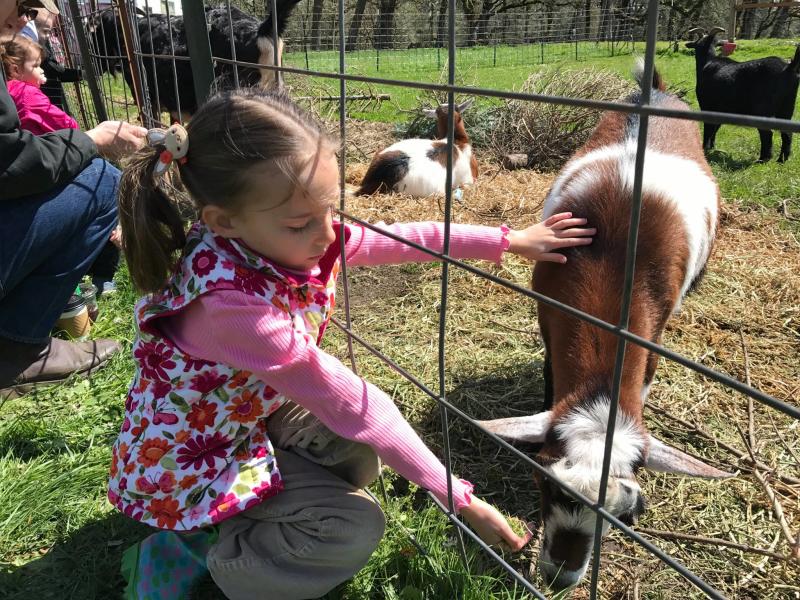 Feeding Goats at Northern Lights Christmas Tree Farm by Taj Morgan Girl feeding and petting a goat through a fence.