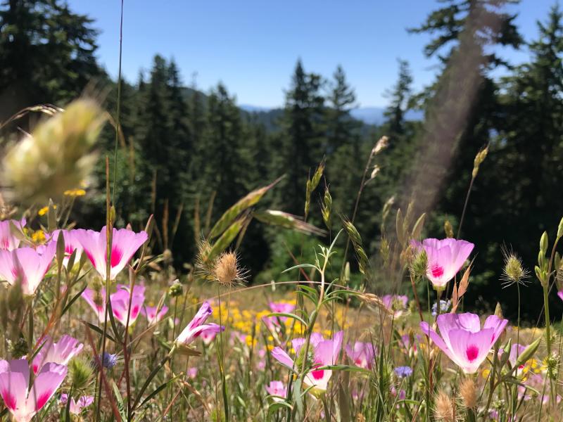 Tire Mountain wildflowers by Logan Dralle Tire Mountain wildflowers by Logan Dralle