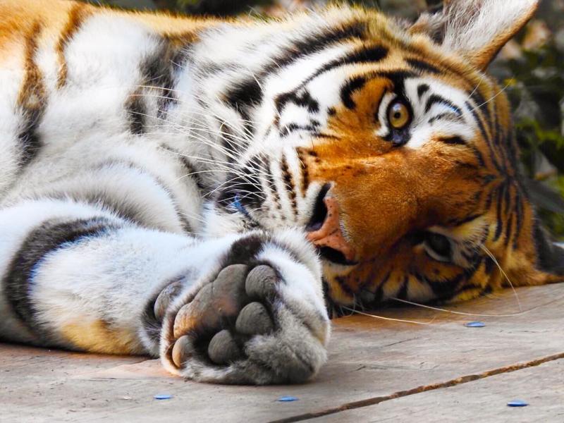 Oakland Zoo Tiger lying down with paw outstretched looking into the camera