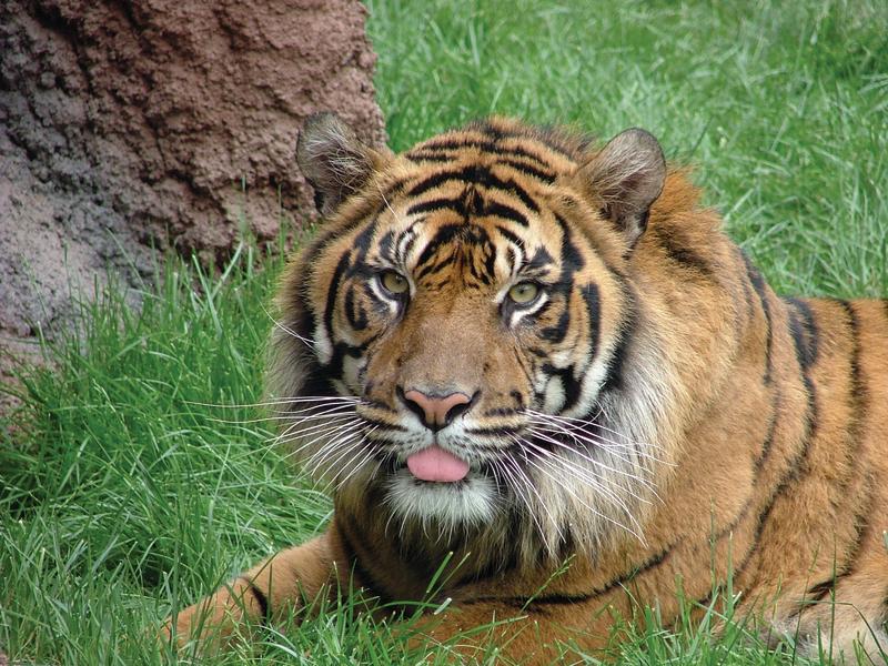Tiger at Topeka Zoo