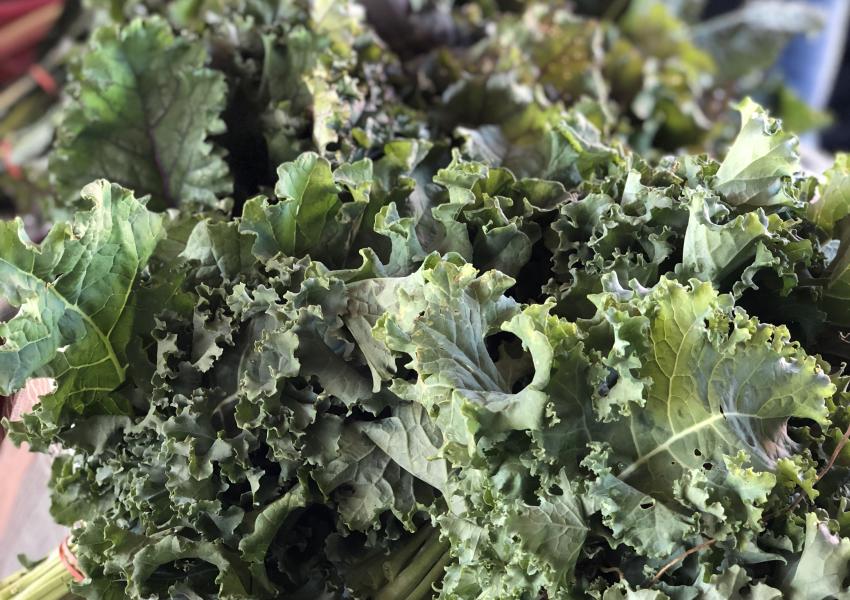canandaigua-farmers-market-kale