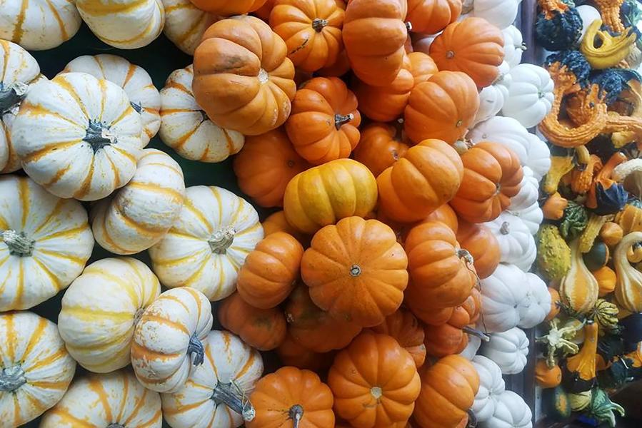 Photo of different pumpkins and gourds from Green's Produce and Plants