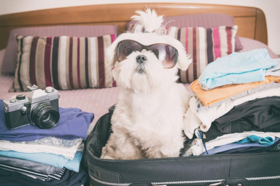 Dog in suitcase ready to head to Lake Lure and the Blue Ridge Foothills