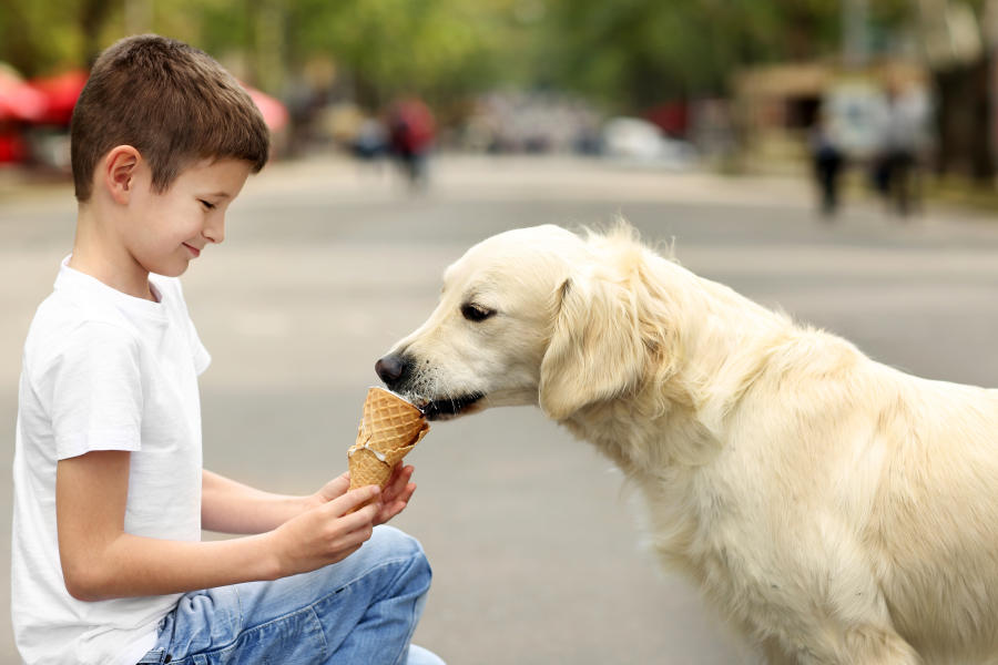 Dog eating ice cream with owner