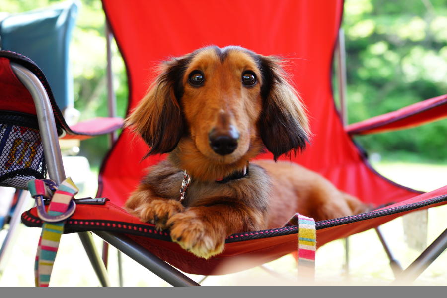 Cute dog sitting in lounge chair