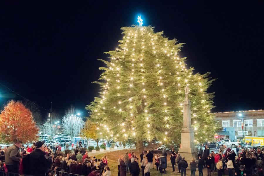 Largest Living Cedar Christmas Tree