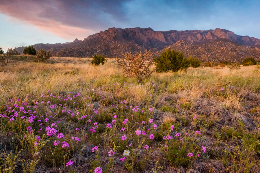 Flowers Blooming In Front of Mountains