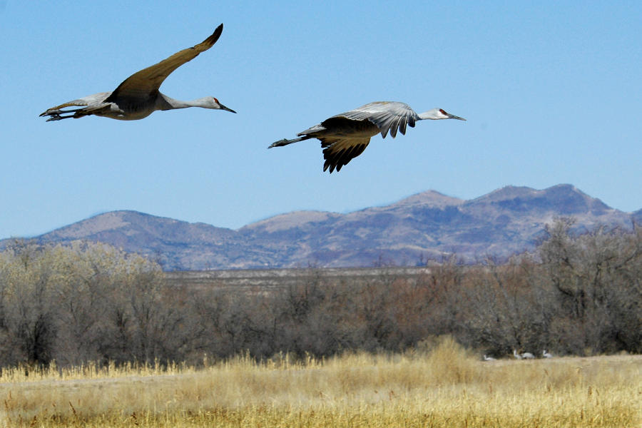 Birds of the Bosque 2