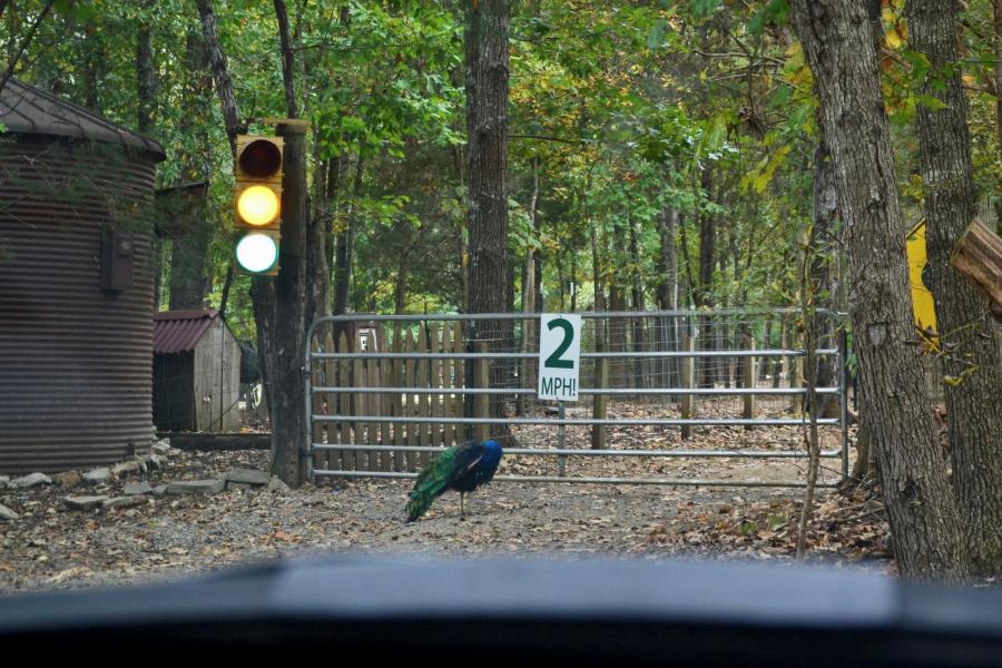 Peacock In Harmony Park Zenovia