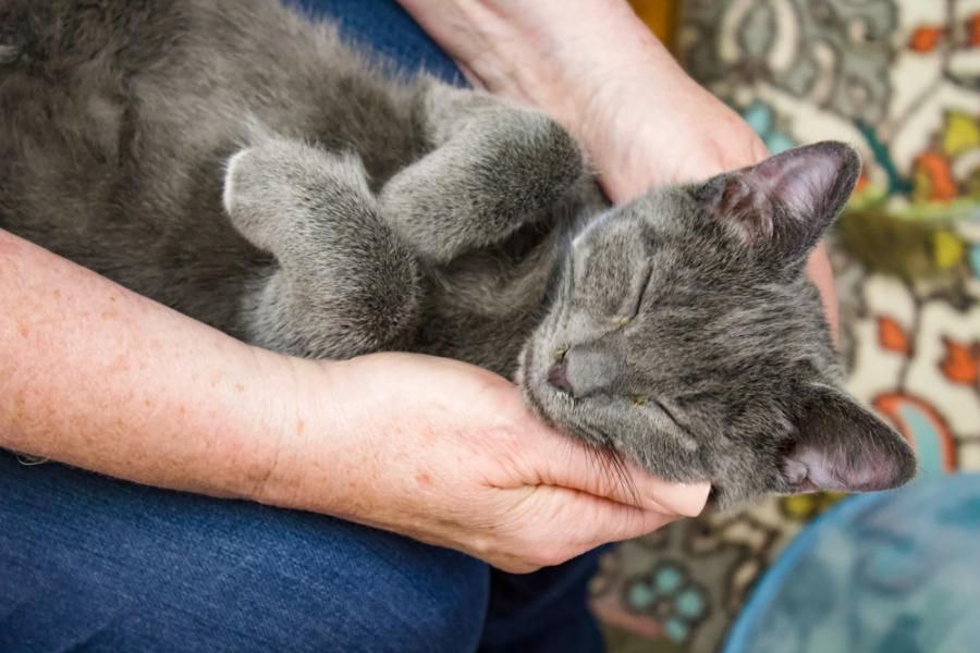 Person Holding a Sleeping Cat at CattyShack
