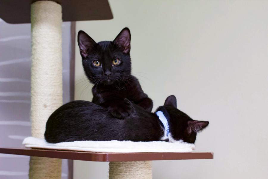 Kittens Sleeping on Perch at CattyShack