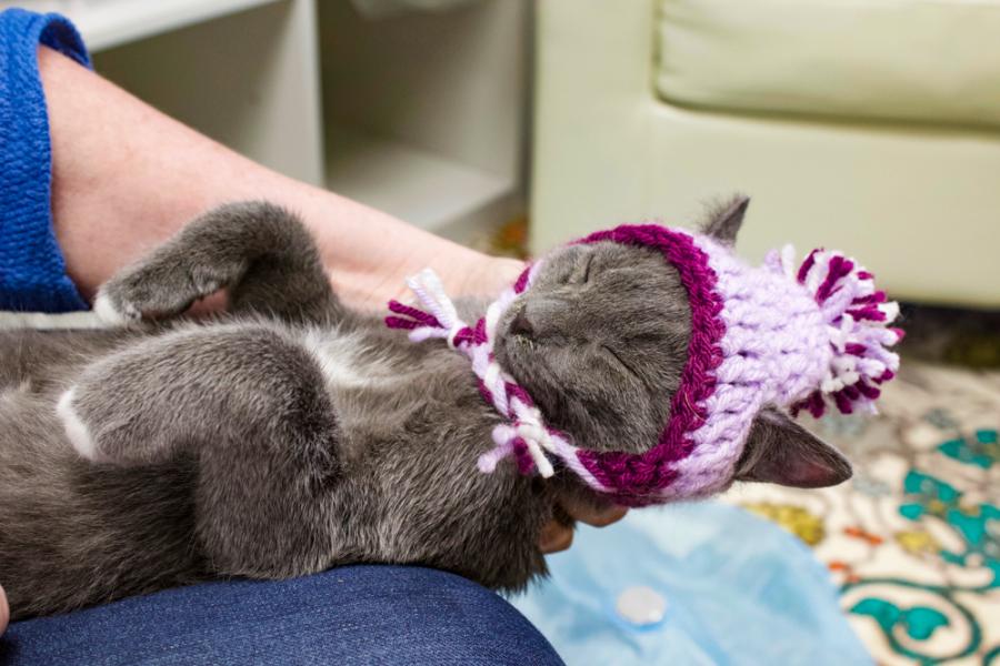 Cat Wearing a Beanie a Sleep on Women's Lap at CattyShack