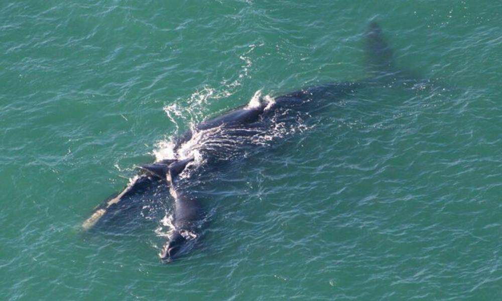 Whales in Flagler Beach