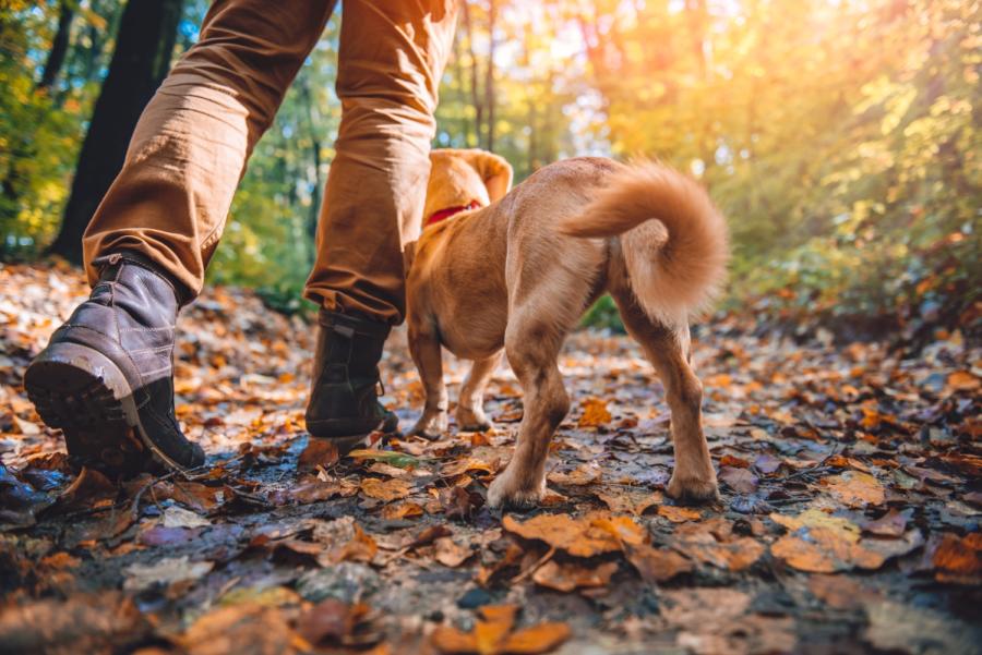 Dog walking on trail with owner