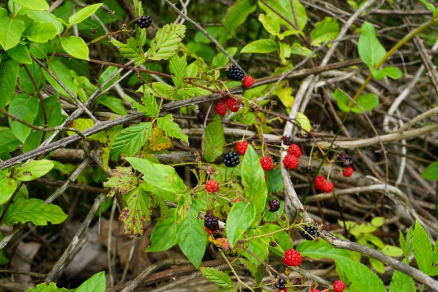 Dallas Fanning Nature Preserve
