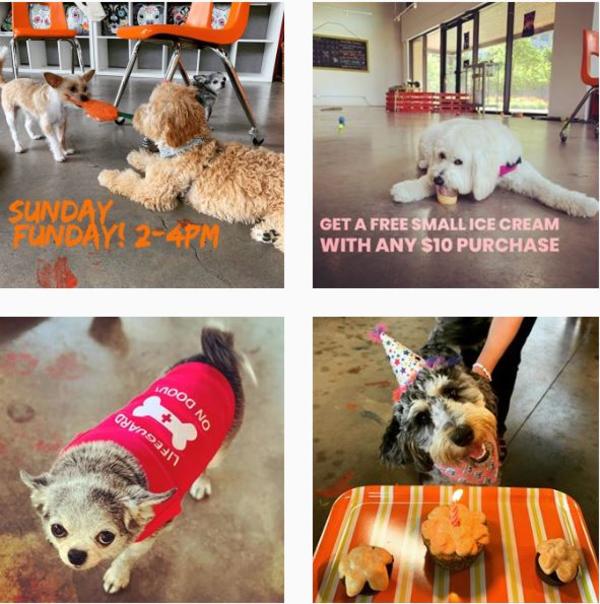 A picture collage of four-legged visitors to the dog-friendly Homegrown Hound eatery.