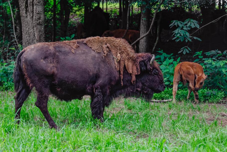Tatanka Bison Ranch 2