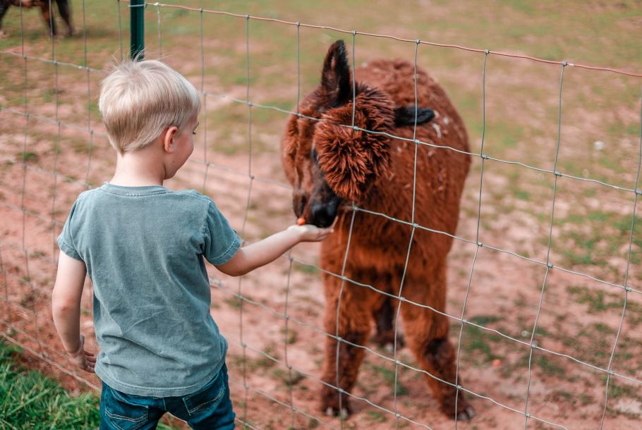 kids feeding alpaca