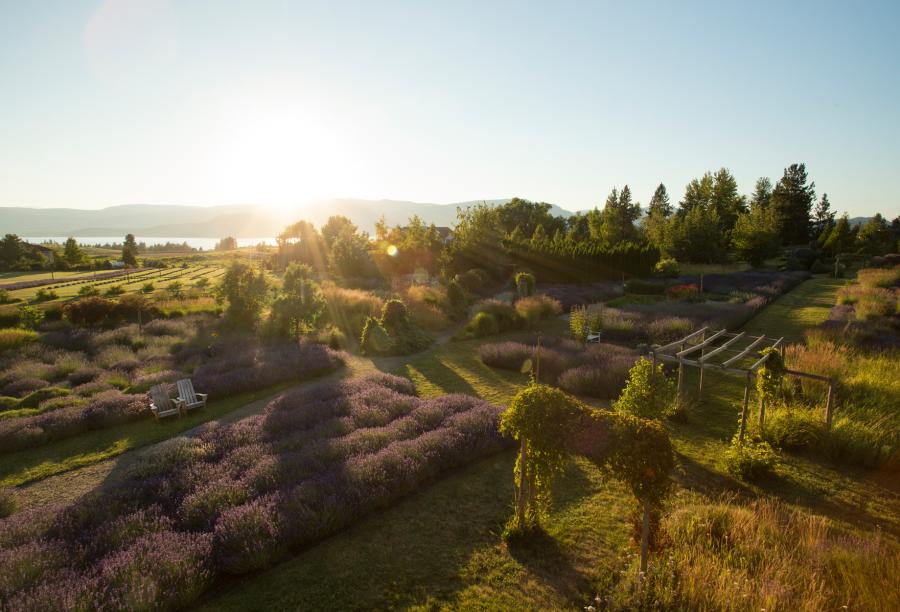 Lavender & Herb Farm