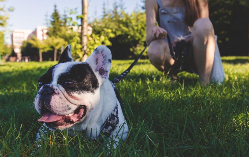 French Bulldog at the Park