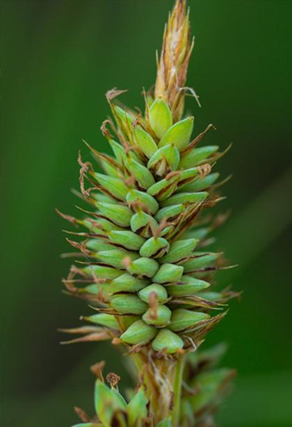 Dark-scaled sedge by Trevor Edmonson