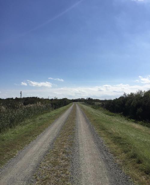 Road flanked by forest at the Sand Ridge Trail at False Cape State Park in Virginia Beach