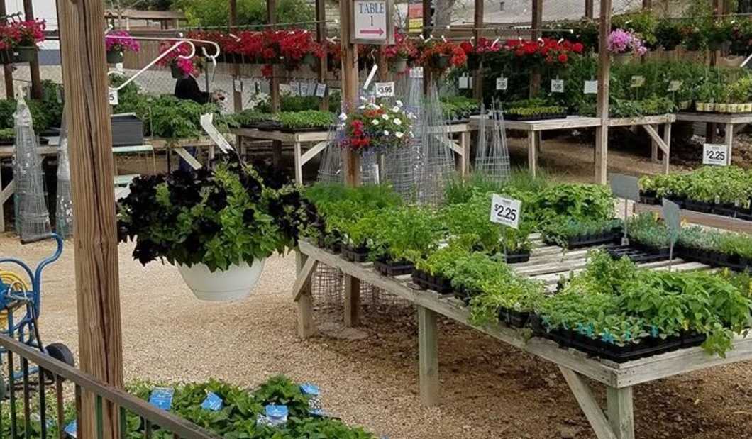 The Plant Haus