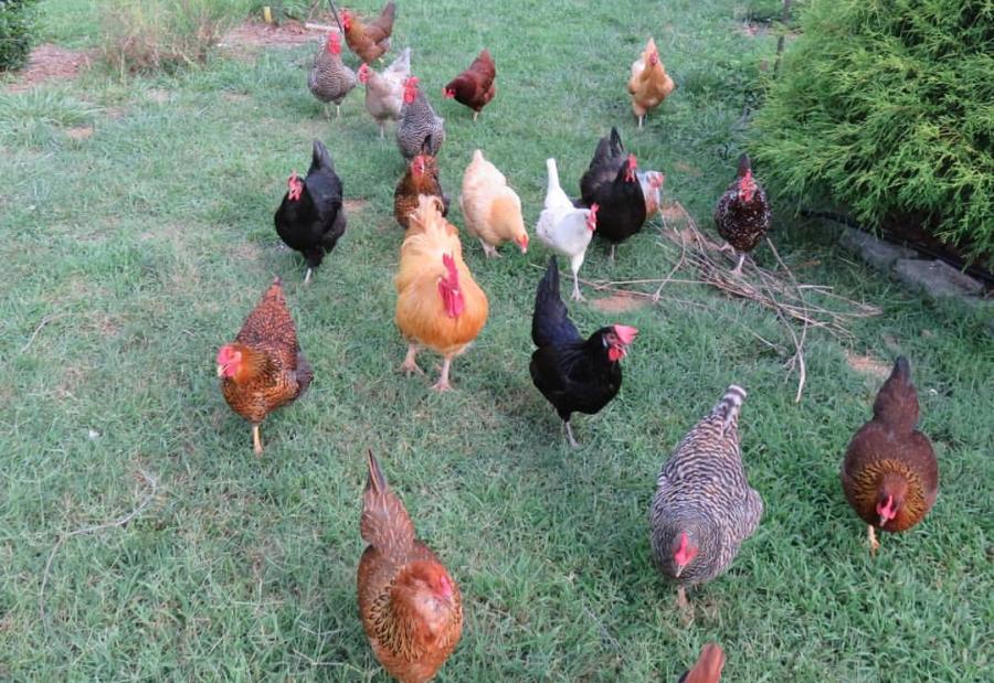 Feathered Fox Farm Chickens