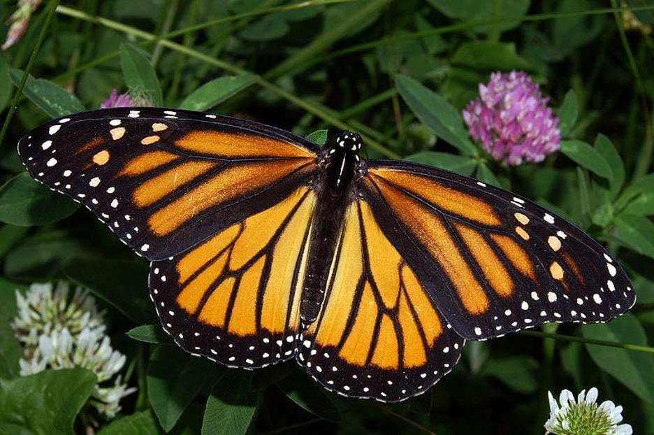 Butterflies of ABQ 1