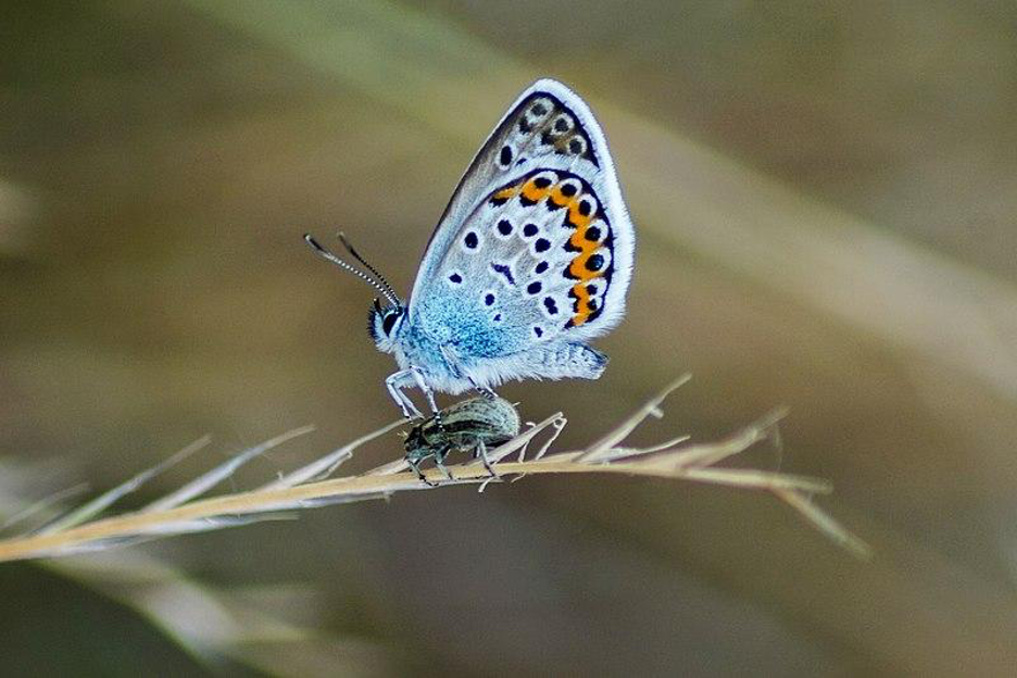 ABQ Butterflies 6