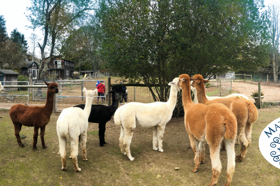 matunuck alpaca