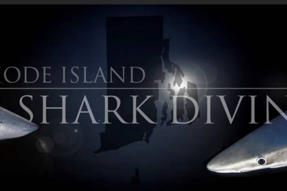 ri shark diving