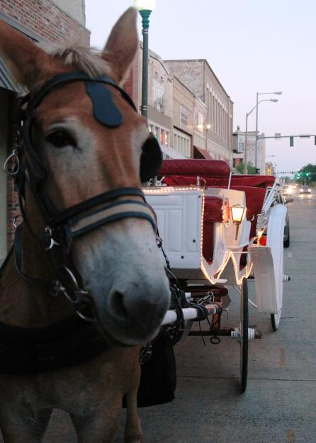 Happy Mule on Carriage Ride