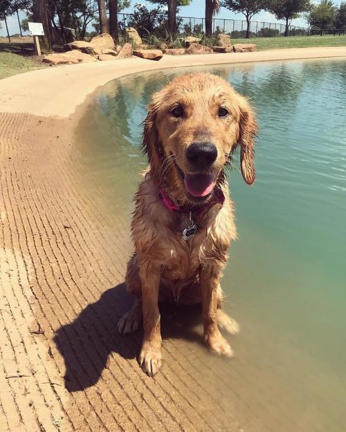 Dog at Park.