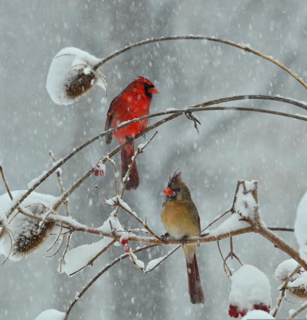 Birding in the Winter - Cayuga County