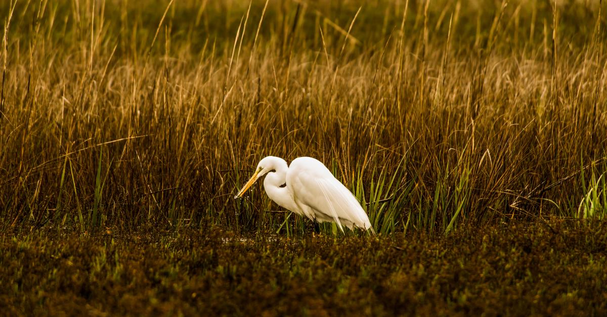 A great egret feeds in the marsh on Little St. Simons Island, Georgia