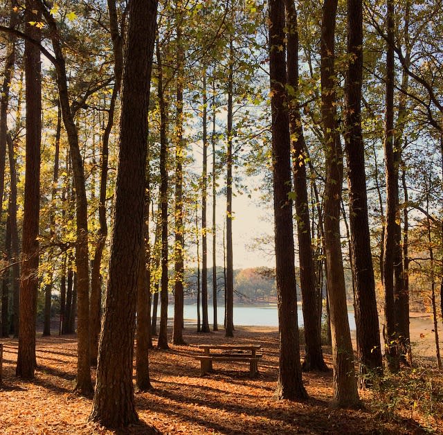 Joe Wheeler State Park Picnic Table in Trees