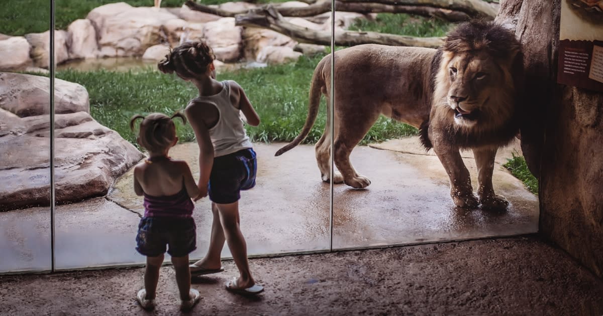 Fort Wayne Children's Zoo - Girls Looking at the Lion