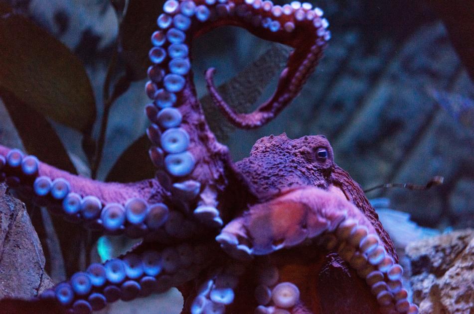 Utah's World-Class Aquarium