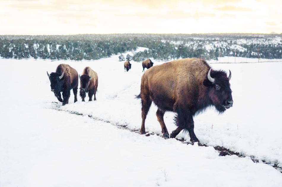 Roaming Buffalo Herd