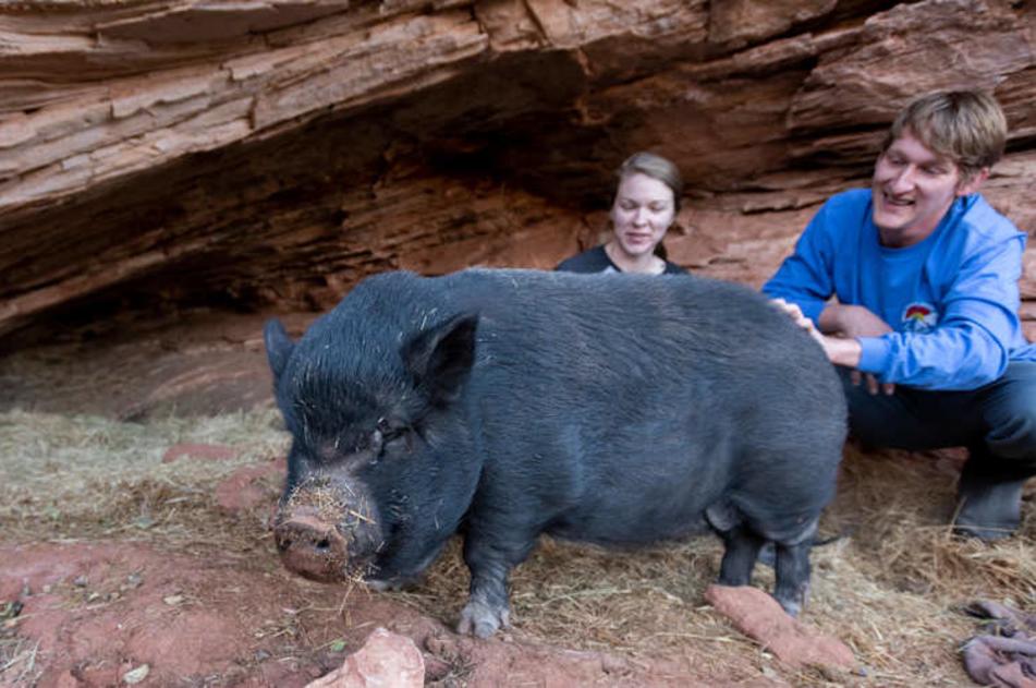 Wart Hog